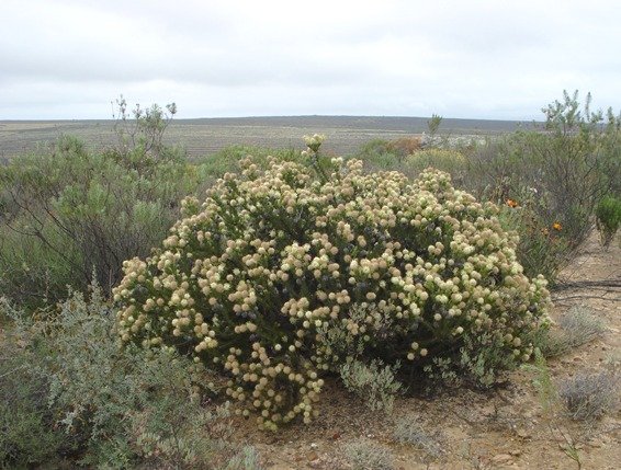 Serruria millefolia